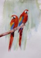 /album/galerie-de-photos-aquarelles/couple-perroquets-rouges-jpg/